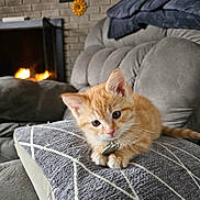 Dennis joined the competition — help win amazing prizes! kitten, orange_cat, cushion, couch, fireplace, indoor, pet, feline, cozy, home, relaxing, fur, whiskers, collar, domestic_animal, cute, small, resting, warm, comfortable