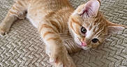 Dennis is registered to the contest to win money with this photo: kitten, cat, orange_tabby, pet, animal, cute, feline, paw, stretching, bed, blanket, texture, indoor, young, fur, whiskers, ears, relaxed, resting, closeup