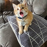 Dennis is registered to the contest to win money with this photo: animal, cat, collar, couch, cozy, cute, feline, fireplace, fur, home, indoor, kitten, living_room, mouth_open, orange_tabby, pet, pillow, small, tag, young