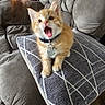 Dennis is registered to the contest to win money with this photo: kitten, cat, orange_tabby, collar, tag, pillow, couch, fireplace, indoor, pet, feline, mouth_open, fur, cute, home, cozy, living_room, animal, small, young