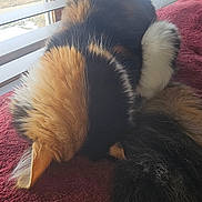 Mia joined the competition — help win amazing prizes! cat, calico, fluffy, fur, window, blanket, red, indoor, pet, sleeping, cozy, natural_light, animal, tail, resting, feline, curled_up, soft, cute, domestic