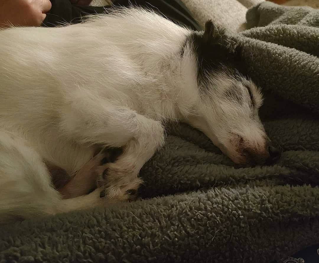 George joined the competition — help win amazing prizes! canidae, carnivore, comfort, companion_dog, dog, dog_breed, felidae, fur, nap, non_sporting_group, paw, puppy, snout, sporting_group, tail, terrestrial_animal, tints_and_shades, whiskers, working_animal