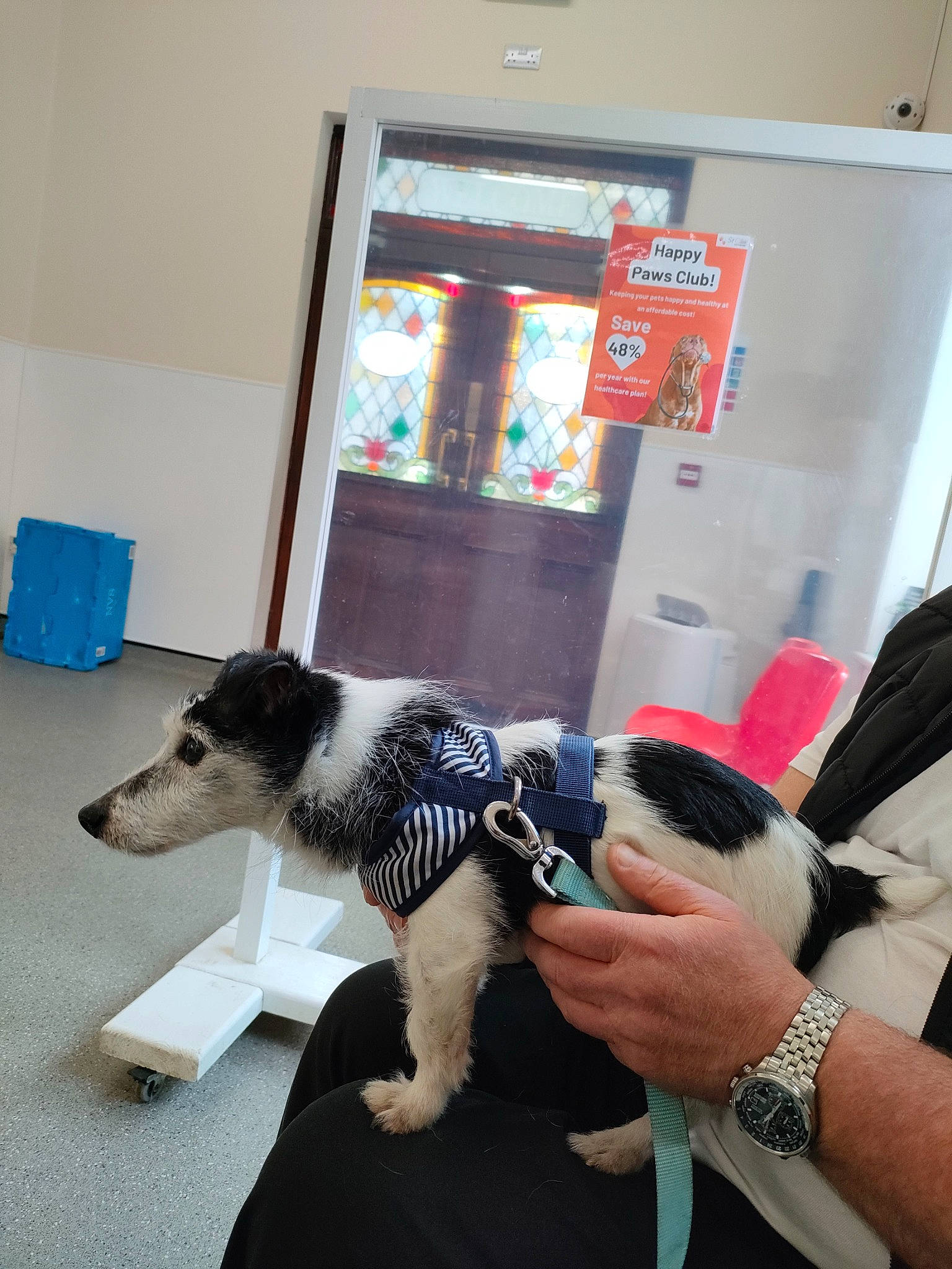 George joined the competition — help win amazing prizes! border_collie, bracelet, carnivore, chair, collar, comfort, companion_dog, dog, dog_breed, flooring, fur, jewellery, machine, mammal, sporting_group, texas_heeler, vertebrate, watch, working_animal, wrist