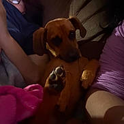 Chrissy Lucia is registered to the contest to win money with this photo: dog, puppy, brown_dog, pet, animal, paw, floppy_ears, black_nose, lying_down, cuddling, indoors, couch, people, arms, purple_clothing, pink_blanket, cozy, portrait, low_light, closeup