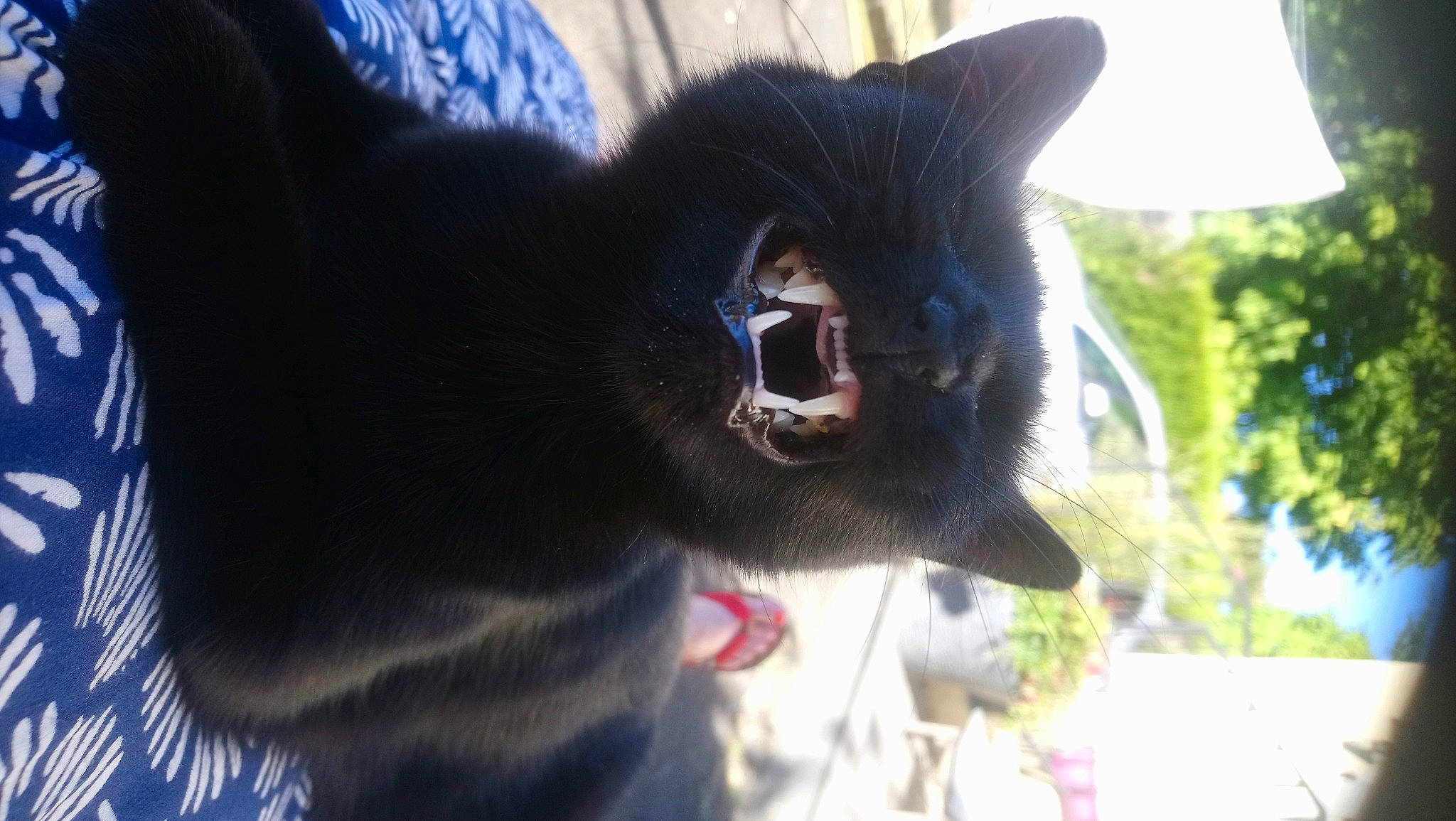 Cléo participe au concours pour gagner de l'argent avec cette photo : black_cat, bombay, carnivore, cat, collar, dog_breed, domestic_short_haired_cat, electric_blue, fang, felidae, fur, grass, plant, sky, small_to_medium_sized_cats, tail, terrestrial_animal, tree, whiskers