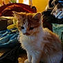 kitten, cat, orange, white, fluffy, indoor, couch, soft_lighting, cozy, home, pet, animal, sitting, cute, young, furry, domestic, relaxed, furniture, comfort