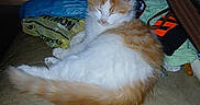 Little Bit is registered to the contest to win money with this photo: animal, bags, cat, clutter, couch, cozy, domestic, fluffy, furniture, household_items, indoor, leather, messy, napping, orange_and_white, pet, relaxing, resting, sleeping, soft_fur