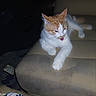 cat, orange_and_white_cat, tongue_out, couch, furniture, indoor, pet, animal, relaxed, paw, whiskers, fur, resting, cute, domestic_cat, mammal, home, cozy, expression, playful