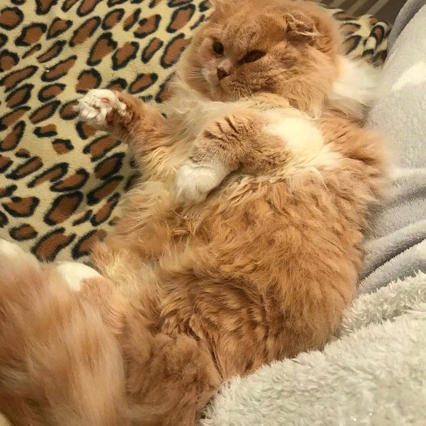 Simba participe au concours pour gagner de l'argent avec cette photo : animal, blanket, cat, comfort, cozy, cute, feline, fluffy, fur, indoor, leopard_print, orange_cat, paw, pet, relaxed, resting, sleepy, soft, whiskers, white_paws