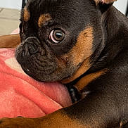 Zeus joined the competition — help win amazing prizes! dog, puppy, french_bulldog, brindle, close_up, portrait, pet, paw, blanket, indoors, ear, whiskers, fur, brown_and_black, cute, resting, stare, cozy, nose, companion