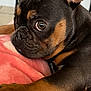 dog, puppy, french_bulldog, brindle, close_up, portrait, pet, paw, blanket, indoors, ear, whiskers, fur, brown_and_black, cute, resting, stare, cozy, nose, companion