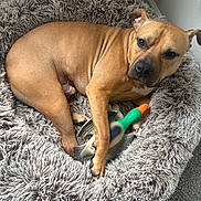 Chance joined the competition — help win amazing prizes! dog, pet_bed, toy, rubber_duck, tan_dog, indoor, carpet, relaxed, fur, animal, cute, cozy, resting, paw, ears, snout, looking, home, corner, fluffy