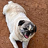 dog, pug, animal, pet, outdoor, dirt, tongue_out, happy, smiling, canine, mammal, fur, paw, laying_down, playful, cute, companion, friendly, nature, resting