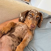 Baloo participe au concours pour gagner de l'argent avec cette photo : puppy, dog, pet, brown_coat, spotted_coat, lying_down, belly_up, floppy_ears, blue_eyes, pink_nose, paws, close_up, indoors, couch, blanket, relaxed, cute, portrait, animal, home