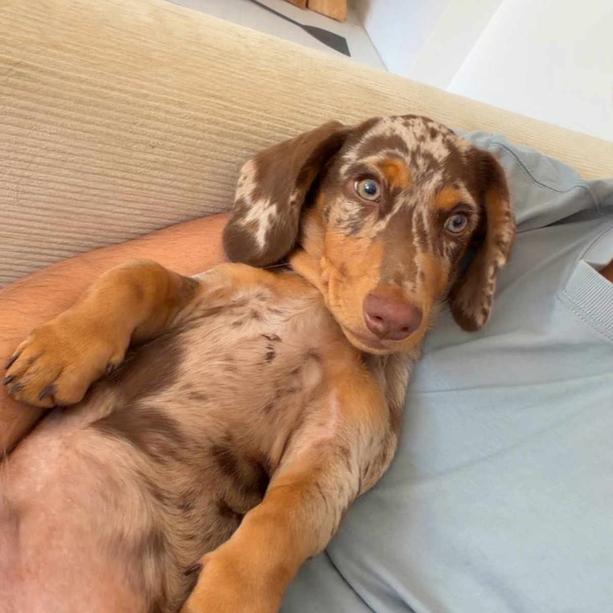 Baloo participe au concours pour gagner de l'argent avec cette photo : puppy, dog, pet, brown_coat, spotted_coat, lying_down, belly_up, floppy_ears, blue_eyes, pink_nose, paws, close_up, indoors, couch, blanket, relaxed, cute, portrait, animal, home