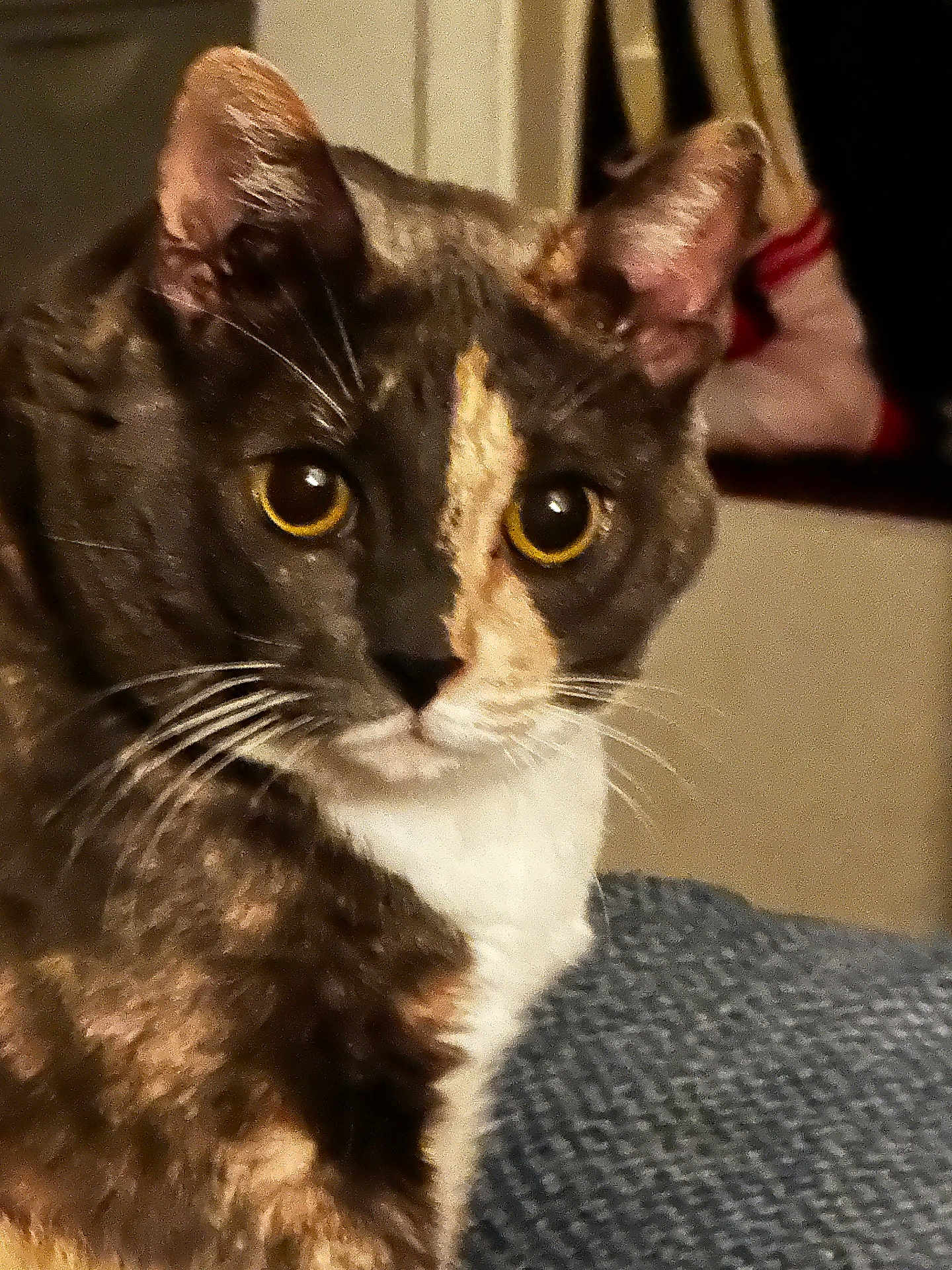 Crystal joined the competition — help win amazing prizes! cat, feline, tortoiseshell, tabby, domestic_cat, close_up, portrait, yellow_eyes, whiskers, ears, fur, white_chest, curious, looking_at_camera, indoor, pet, couch, knit_blanket, home_interior, face