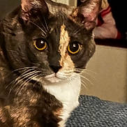 Crystal joined the competition — help win amazing prizes! cat, feline, tortoiseshell, tabby, domestic_cat, close_up, portrait, yellow_eyes, whiskers, ears, fur, white_chest, curious, looking_at_camera, indoor, pet, couch, knit_blanket, home_interior, face