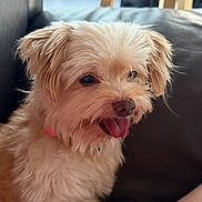 Nugget joined the competition — help win amazing prizes! dog, puppy, small_dog, fluffy, cream_fur, shaggy_fur, long_hair, tongue_out, happy, panting, sitting, portrait, close_up, pet, companion_animal, sofa, couch, indoor, home, natural_light