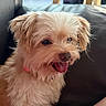 dog, puppy, small_dog, fluffy, cream_fur, shaggy_fur, long_hair, tongue_out, happy, panting, sitting, portrait, close_up, pet, companion_animal, sofa, couch, indoor, home, natural_light