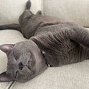 Rainn joined the competition — help win amazing prizes! animal, cat, close_up, collar, comfortable, couch, cozy, domestic_animal, ears, feline, fur, gray_cat, indoor, nap, pet, relaxed, resting, sleeping, sofa, whiskers