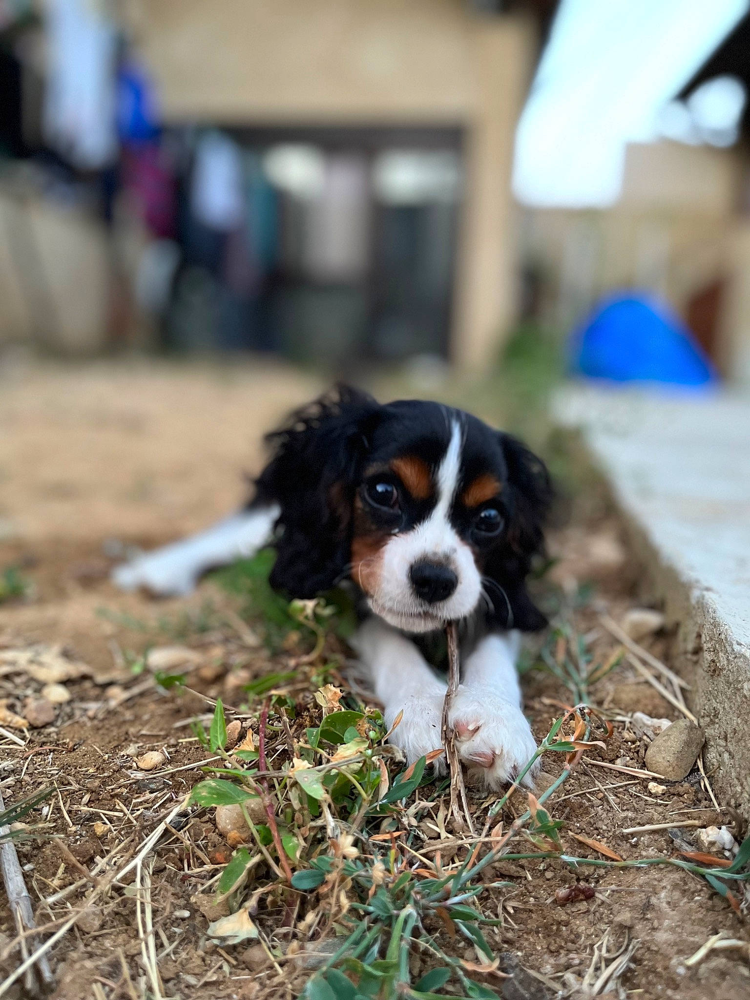 Tayco a rejoint le concours — aidez-le/la à gagner de superbes lots ! canidae, carnivore, cavalier_king_charles_spaniel, companion_dog, dog, dog_breed, fur, grass, herding_dog, king_charles_spaniel, phalene, plant, puppy, snout, soil, spaniel, sporting_group, terrestrial_animal, toy_dog, working_dog