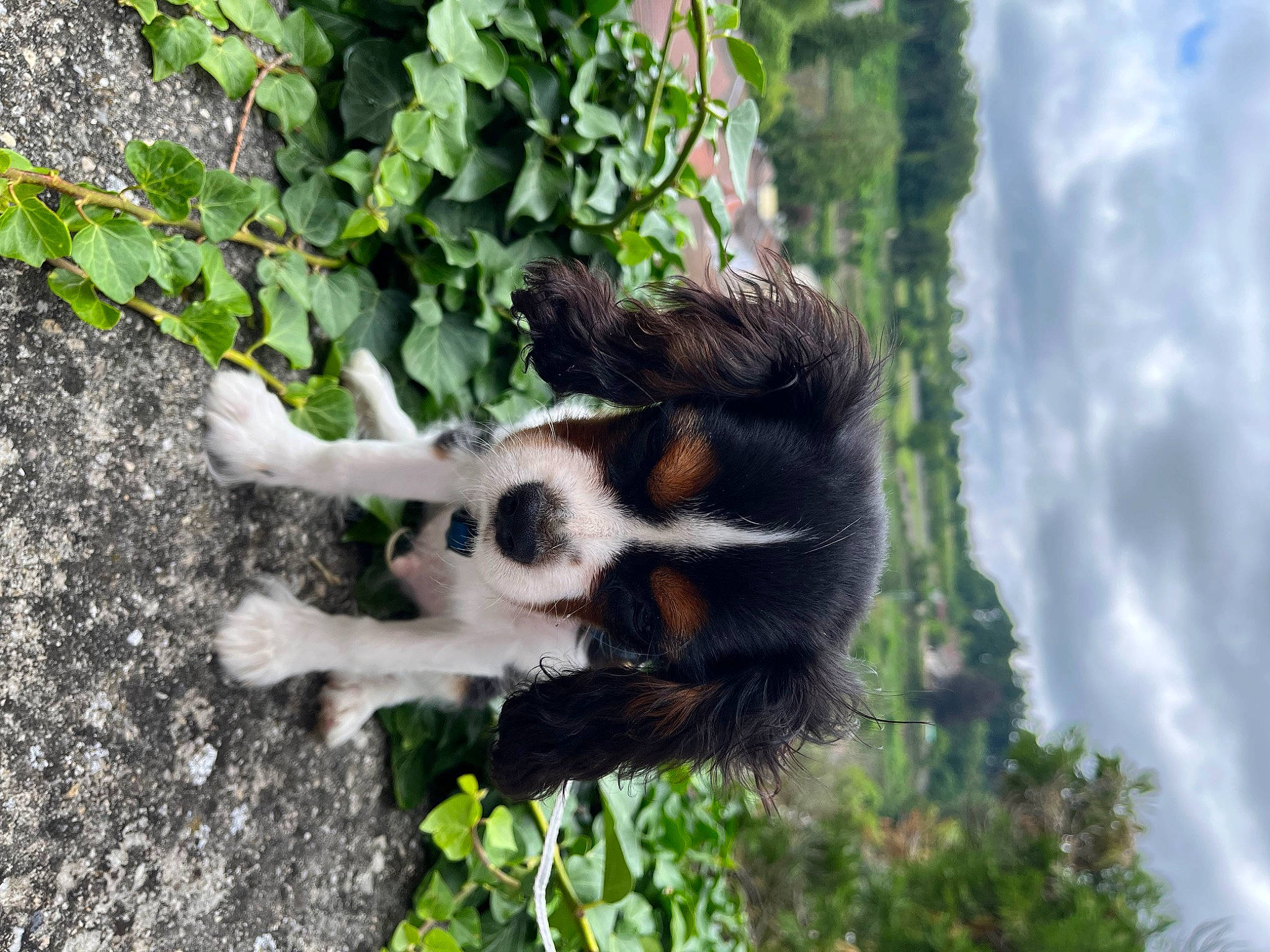 Tayco a rejoint le concours — aidez-le/la à gagner de superbes lots ! canidae, carnivore, claw, cloud, dog_breed, fawn, fur, grass, jungle, natural_material, paw, plant, sky, snout, sporting_group, striped_skunk, tail, terrestrial_animal, tree, wildlife