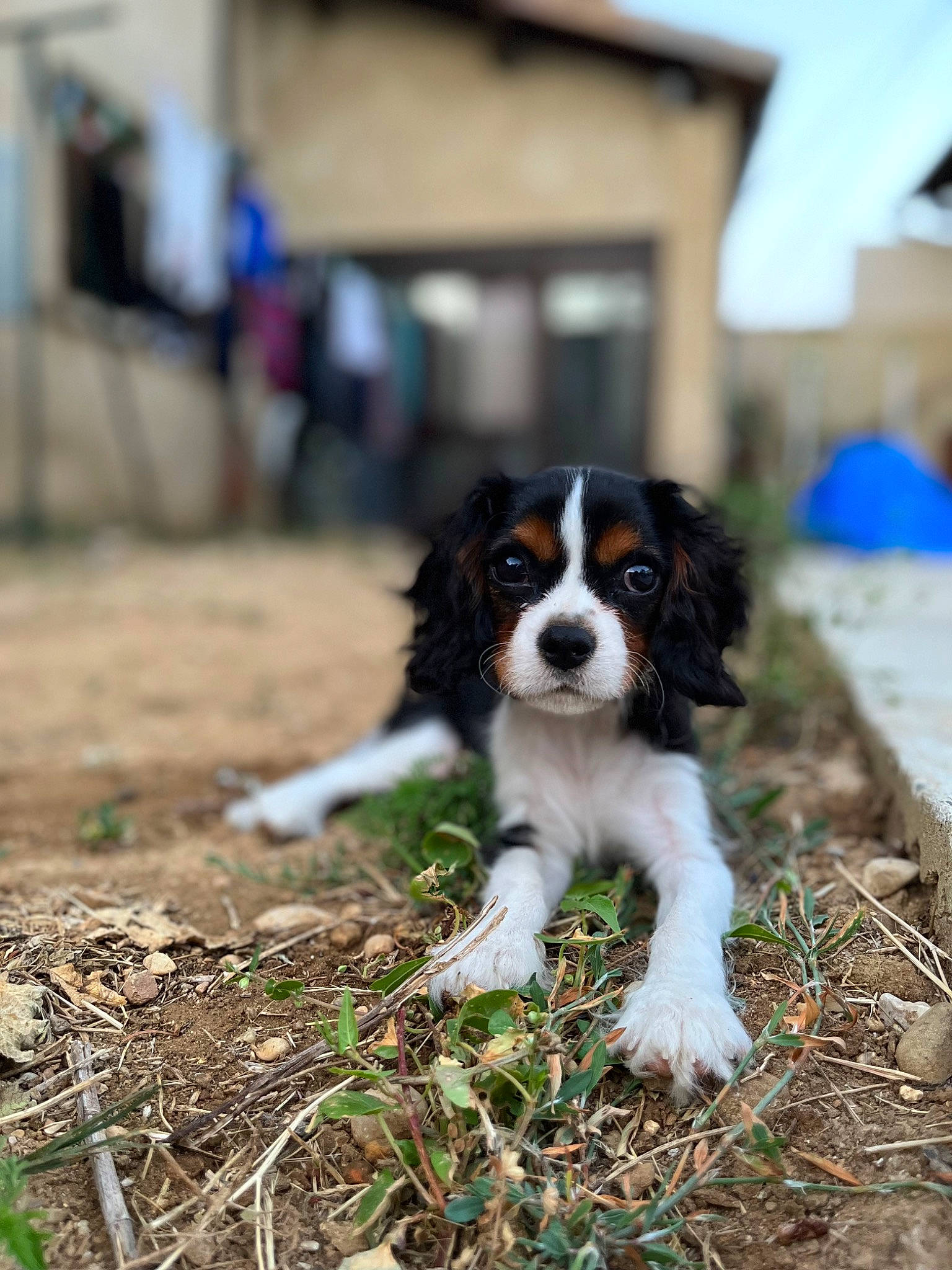 Tayco participe au concours pour gagner de l'argent avec cette photo : canidae, carnivore, companion_dog, dog, dog_breed, grass, gun_dog, king_charles_spaniel, liver, plant, snout, soil, sporting_group, terrestrial_animal, toy_dog, working_dog