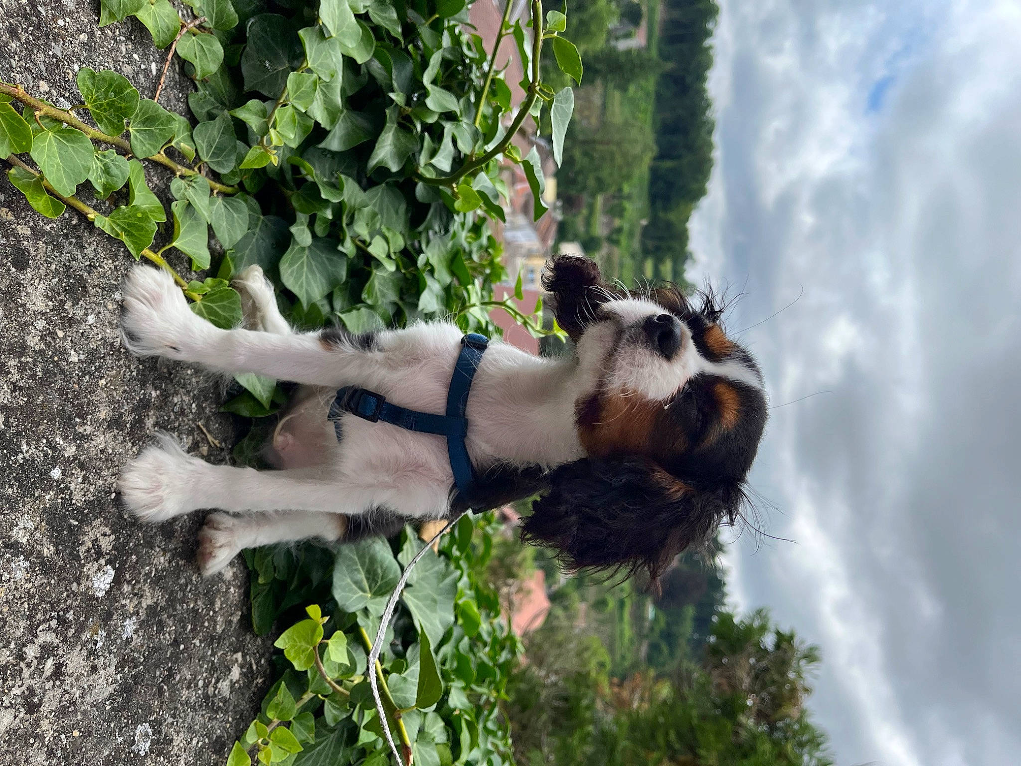 Tayco a rejoint le concours — aidez-le/la à gagner de superbes lots ! art, botany, carnivore, cloud, dog, dog_breed, fawn, foot, grass, human_leg, leisure, people_in_nature, plant, sky, tail, thigh, tree, wildlife