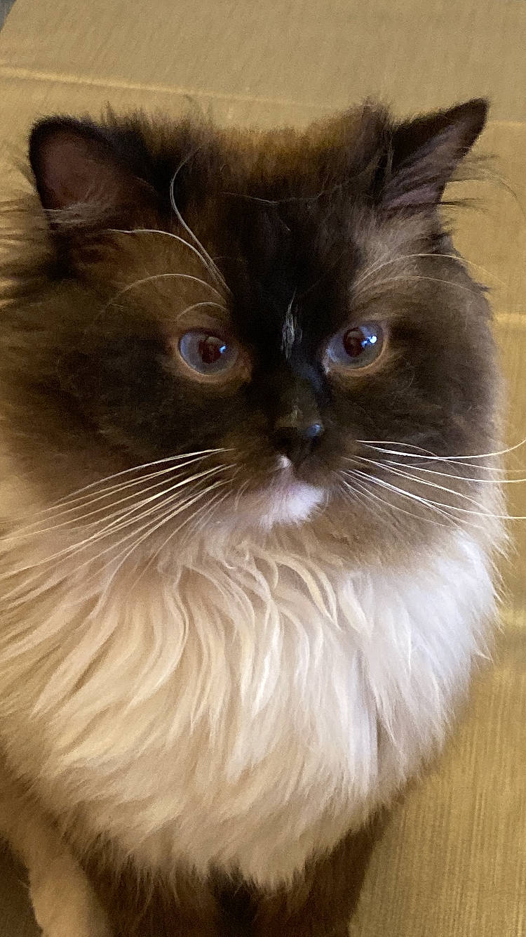 Aureo a rejoint le concours — aidez-le/la à gagner de superbes lots ! balinese, birman, box, carnivore, cat, claw, electric_blue, fawn, felidae, fur, iris, ragdoll, small_to_medium_sized_cats, snout, tail, terrestrial_animal, thai, tonkinese, whiskers, working_animal