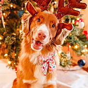 Whiskey is registered to the contest to win money with this photo: dog, reindeer_ears, bow_tie, christmas_tree, holiday, festive, decorations, lights, smiling, pet, cute, indoors, celebration, christmas, canine, fur, happy, animal, seasonal, cheerful