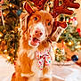dog, reindeer_ears, bow_tie, christmas_tree, holiday, festive, decorations, lights, smiling, pet, cute, indoors, celebration, christmas, canine, fur, happy, animal, seasonal, cheerful