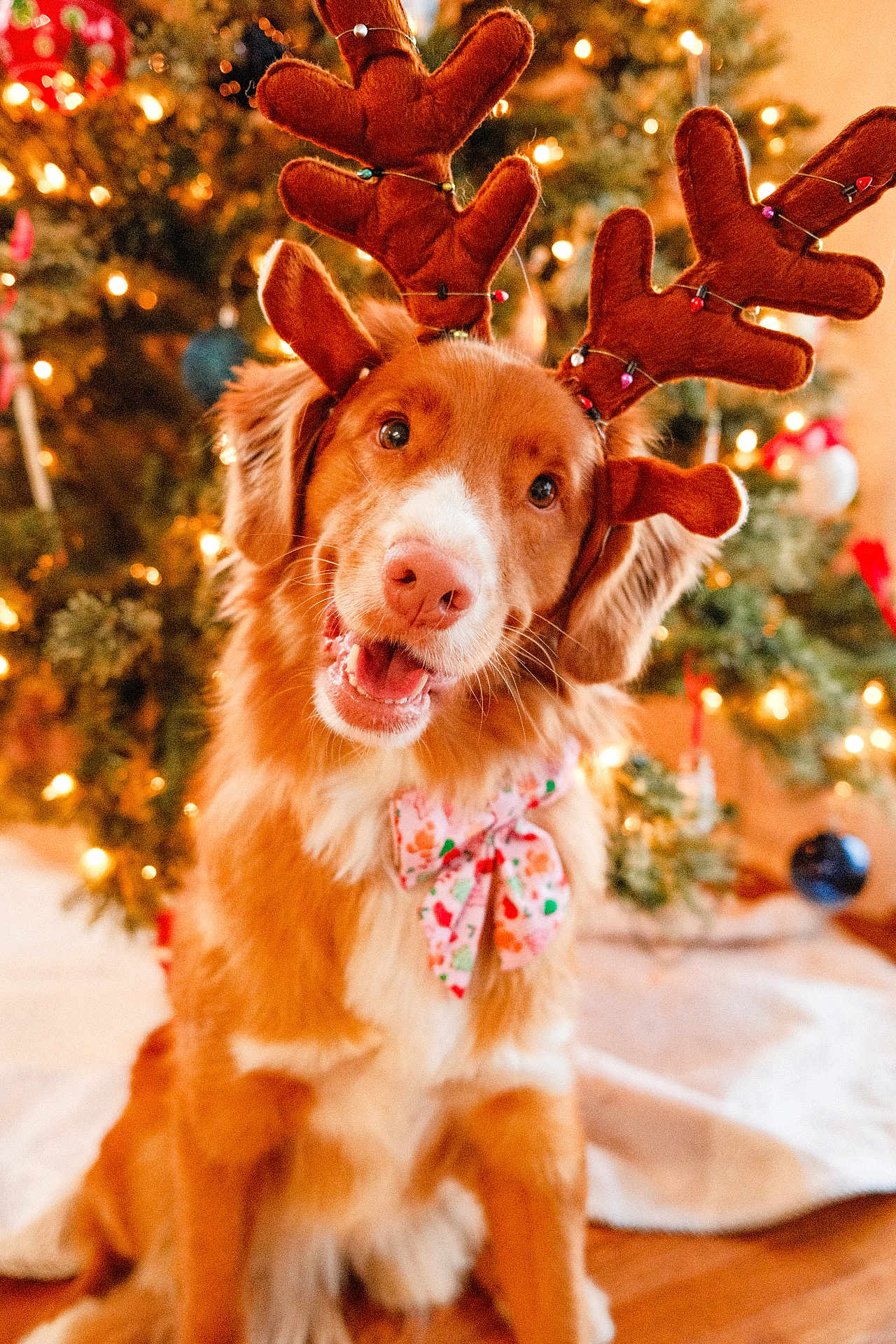 Whiskey is registered to the contest to win money with this photo: dog, reindeer_ears, bow_tie, christmas_tree, holiday, festive, decorations, lights, smiling, pet, cute, indoors, celebration, christmas, canine, fur, happy, animal, seasonal, cheerful
