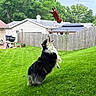 Winnie joined the competition — help win amazing prizes! dog, border_collie, jumping, leaping, open_mouth, fetch, toy, backyard, grass, lawn, fence, house, suburban, trees, outdoor, action, playful, black_and_white, fur, daylight