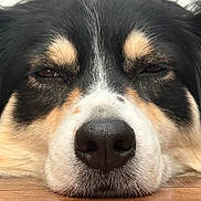 Winnie joined the competition — help win amazing prizes! dog, puppy, close_up, portrait, face, nose, eyes, fur, fluffy, black_and_white, brown, sleepy, resting, lying_down, indoors, wooden_surface, pet, animal, cute, snout