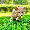 cat, feline, pet, animal, outdoors, garden, grass, lawn, greenery, nature, portrait, close_up, whiskers, ears, eyes, fur, cream_colored, standing, alert, background_blur