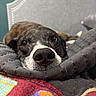 Olive is registered to the contest to win money with this photo: dog, brindle, black_and_white, close_up, nose, brown_eyes, lying_down, sleeping_area, pet_bed, blanket, cushion, cozy, indoor, portrait, face, whiskers, relaxed, colorful_blanket, decorative_lights, home