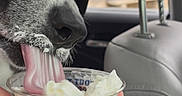 Olive is registered to the contest to win money with this photo: dog, canine, black_and_white, close_up, face, tongue, licking, frozen_dessert, ice_cream, cup, hand, car, car_interior, front_seat, headrest, brick_building, outdoor, portrait, funny, food