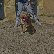 Zola participe au concours pour gagner de l'argent avec cette photo : animal, bulldog, canine, city, clothing, dog, footwear, pants, path, person, pet, pitbull, puppy, road, shoe, street, urban, walking, walkingdog, walkway