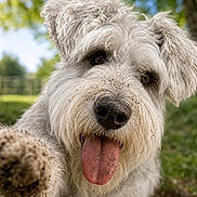 Bruno is registered to the contest to win money with this photo: dog, dogs, shaggy_dog, white_dog, close_up, portrait, tongue, happy, playful, outdoor, garden, grass, trees, nature, bokeh, fur, floppy_ears, black_nose, animal, pet