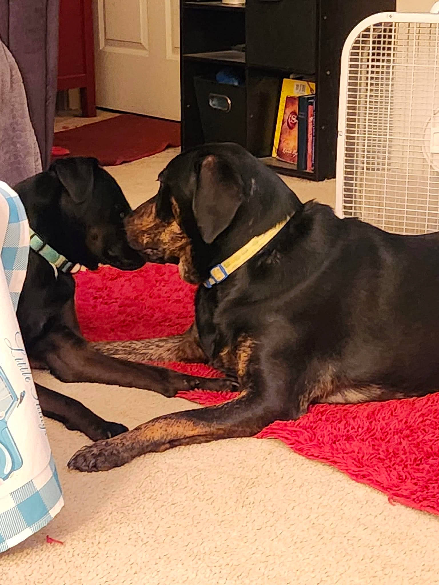 Peyten joined the competition — help win amazing prizes! borador, cabinetry, canidae, carnivore, collar, comfort, companion_dog, dog, dog_breed, dog_collar, dog_supply, fawn, flooring, fur, guard_dog, liver, snout, sporting_group, tail, working_animal