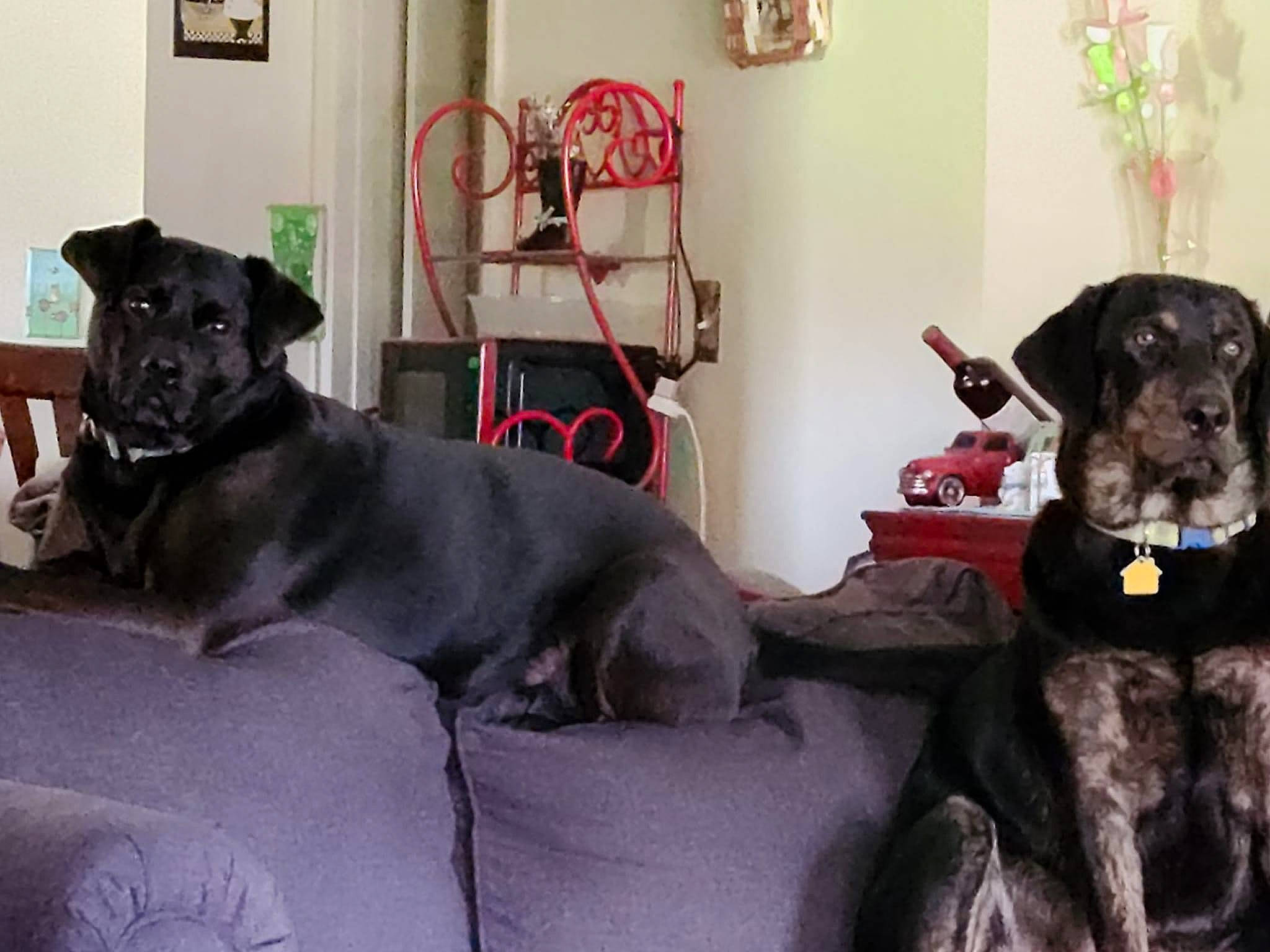 Peyten joined the competition — help win amazing prizes! canidae, carnivore, chair, collar, comfort, companion_dog, couch, dog, dog_breed, dog_supply, fawn, fur, guard_dog, houseplant, picture_frame, snout, sporting_group, studio_couch, window, working_animal