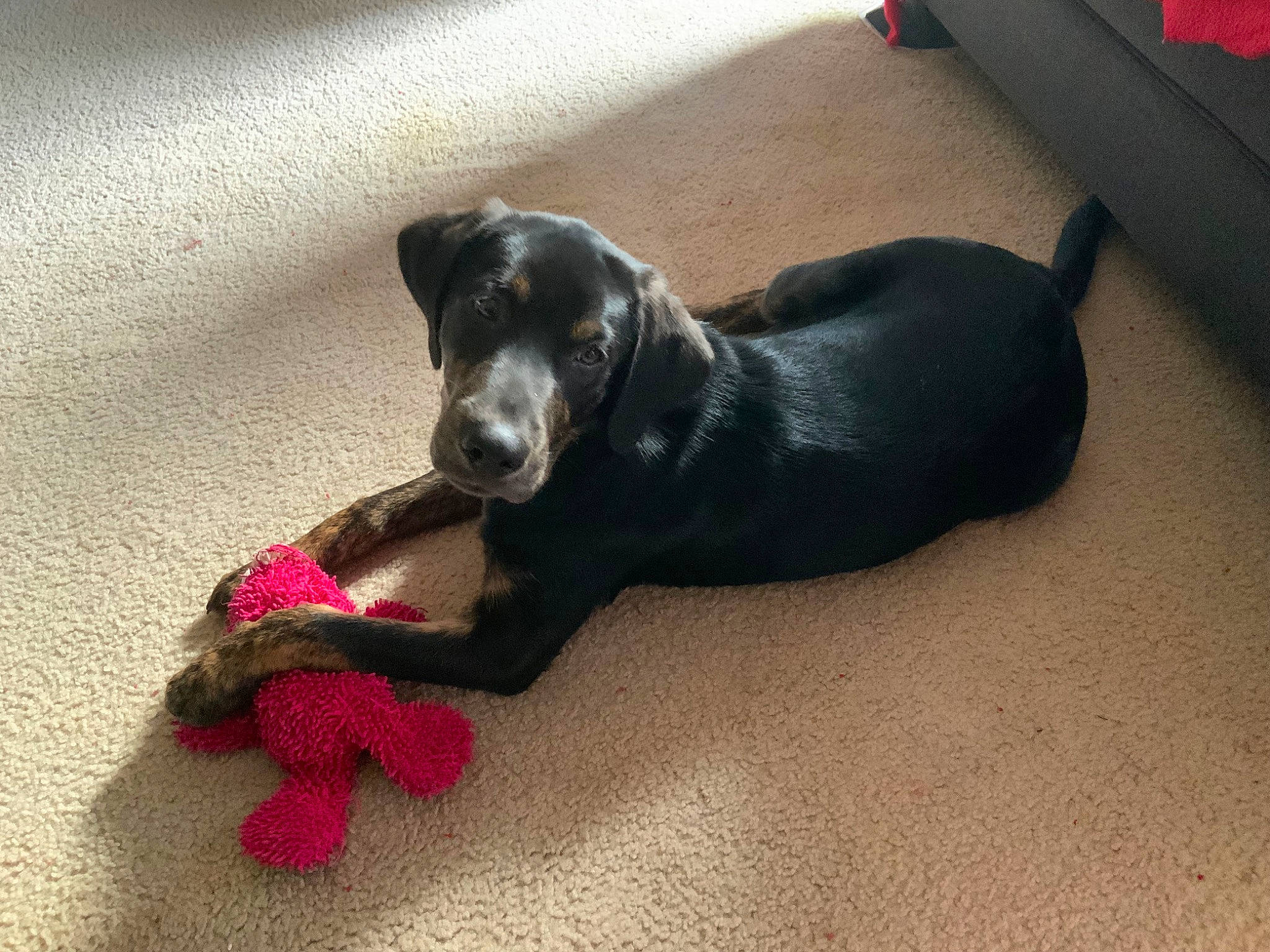 Peyten is registered to the contest to win money with this photo: borador, canidae, carnivore, collar, comfort, companion_dog, dog, dog_breed, dog_supply, flooring, fur, guard_dog, leash, paw, pet_supply, puppy, sporting_group, tail, toy, working_animal