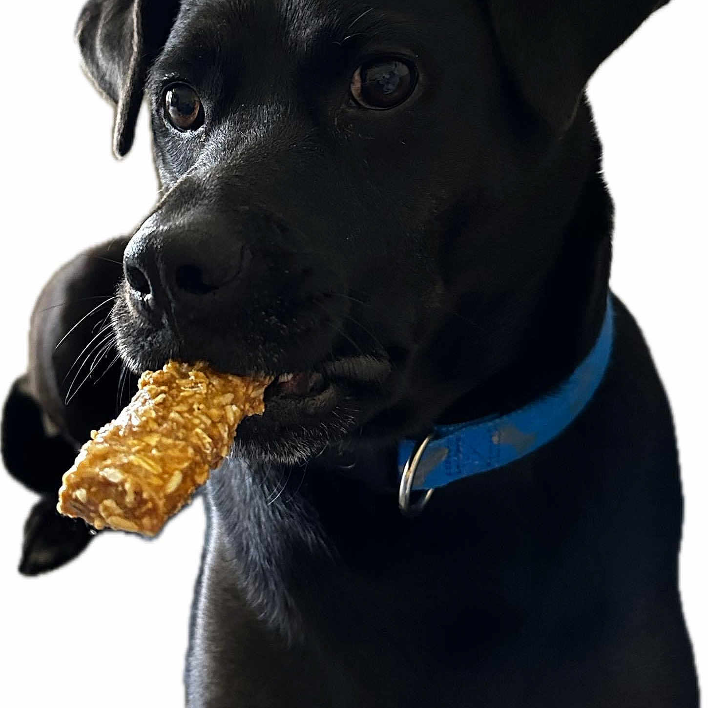 Parker is registered to the contest to win money with this photo: carnivore, collar, companion_dog, dog, dog_breed, dog_collar, dog_supply, electric_blue, fashion_accessory, fur, hat, leash, personal_protective_equipment, pet_supply, sleeve, snout, sporting_group, whiskers, working_animal