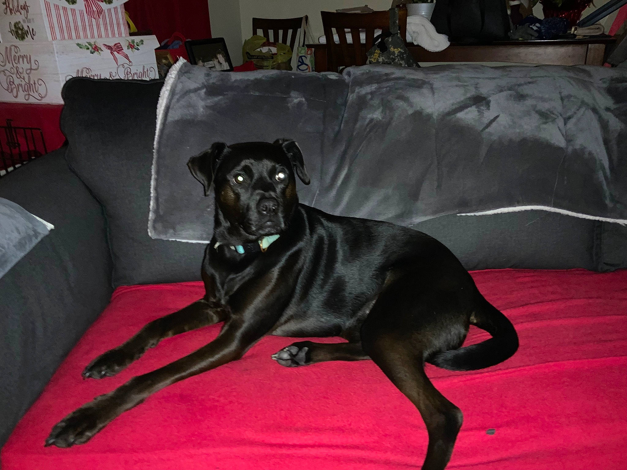 Parker joined the competition — help win amazing prizes! borador, carnivore, chair, comfort, companion_dog, couch, dog, dog_breed, fawn, flooring, furniture, grey, guard_dog, liver, living_room, pillow, room, sporting_group, studio_couch, working_animal