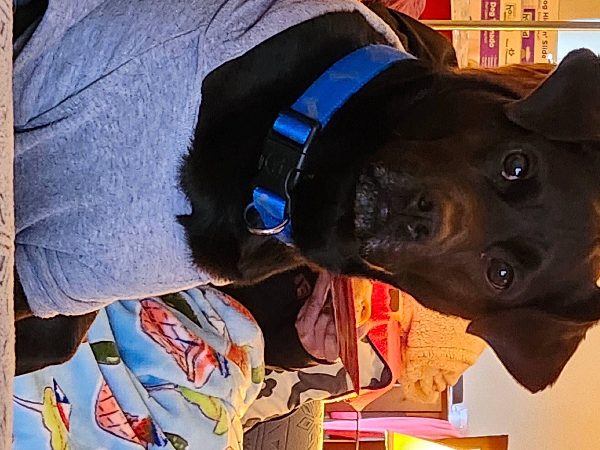 Parker is registered to the contest to win money with this photo: bookcase, carnivore, collar, companion_dog, dog, dog_breed, dog_collar, dog_supply, ear, electric_blue, fashion_accessory, fawn, liver, personal_protective_equipment, pet_supply, shelf, snout, sporting_group, whiskers, working_animal