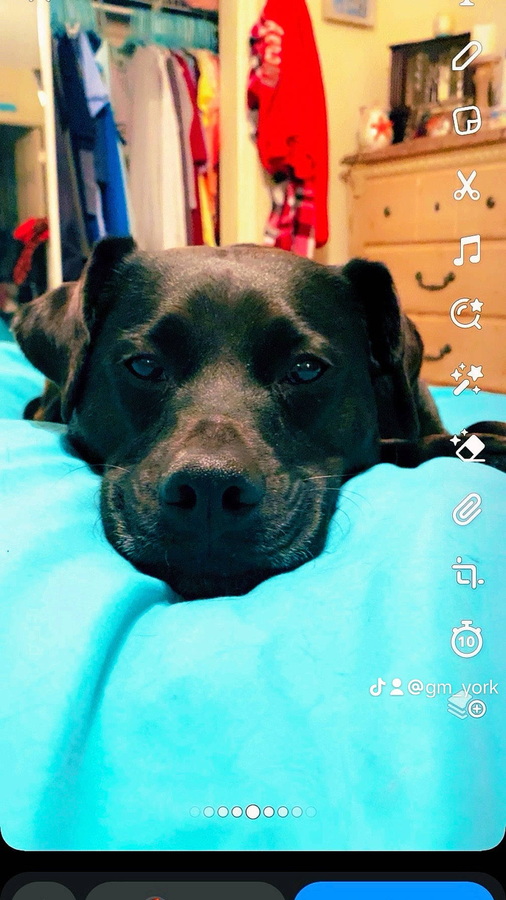 Parker is registered to the contest to win money with this photo: cabinetry, canidae, carnivore, chest, chest_of_drawers, chiffonier, companion_dog, cupboard, dog, dog_breed, drawer, dresser, fawn, filing_cabinet, guard_dog, nightstand, snout, sporting_group, whiskers, working_animal