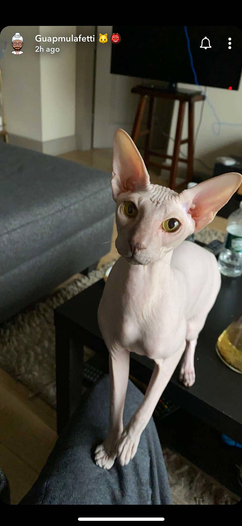 Lil Jerry Seinfeld is registered to the contest to win money with this photo: carnivore, cat, cornish_rex, devon_rex, donskoy, fawn, felidae, kitten, mammal, oriental_shorthair, peterbald, rex_cat, small_to_medium_sized_cats, sphynx, ukrainian_levkoy, vertebrate, whiskers