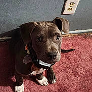 Roxy joined the competition — help win amazing prizes! puppy, dog, pet, indoor, carpet, wall, electrical_outlet, brown_puppy, white_paws, collar, cute, looking_up, floor, ears, tail, animal, young_dog, canine, domestic_animal, attention