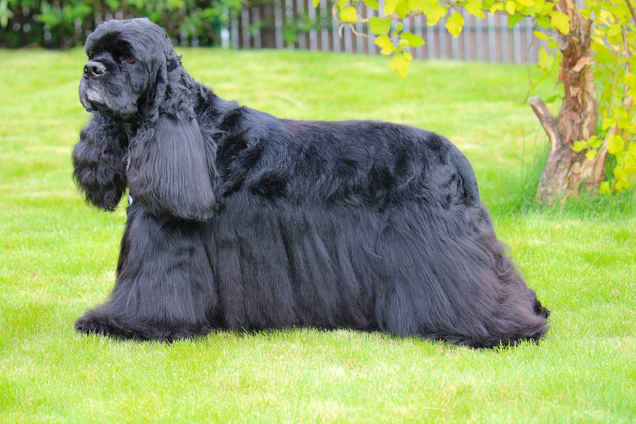 Jazz a rejoint le concours — aidez-le/la à gagner de superbes lots ! american_cocker_spaniel, canidae, carnivore, cocker_spaniel, companion_dog, dog, dog_breed, english_cocker_spaniel, field_spaniel, mammal, spaniel, sporting_group, terrier, vertebrate