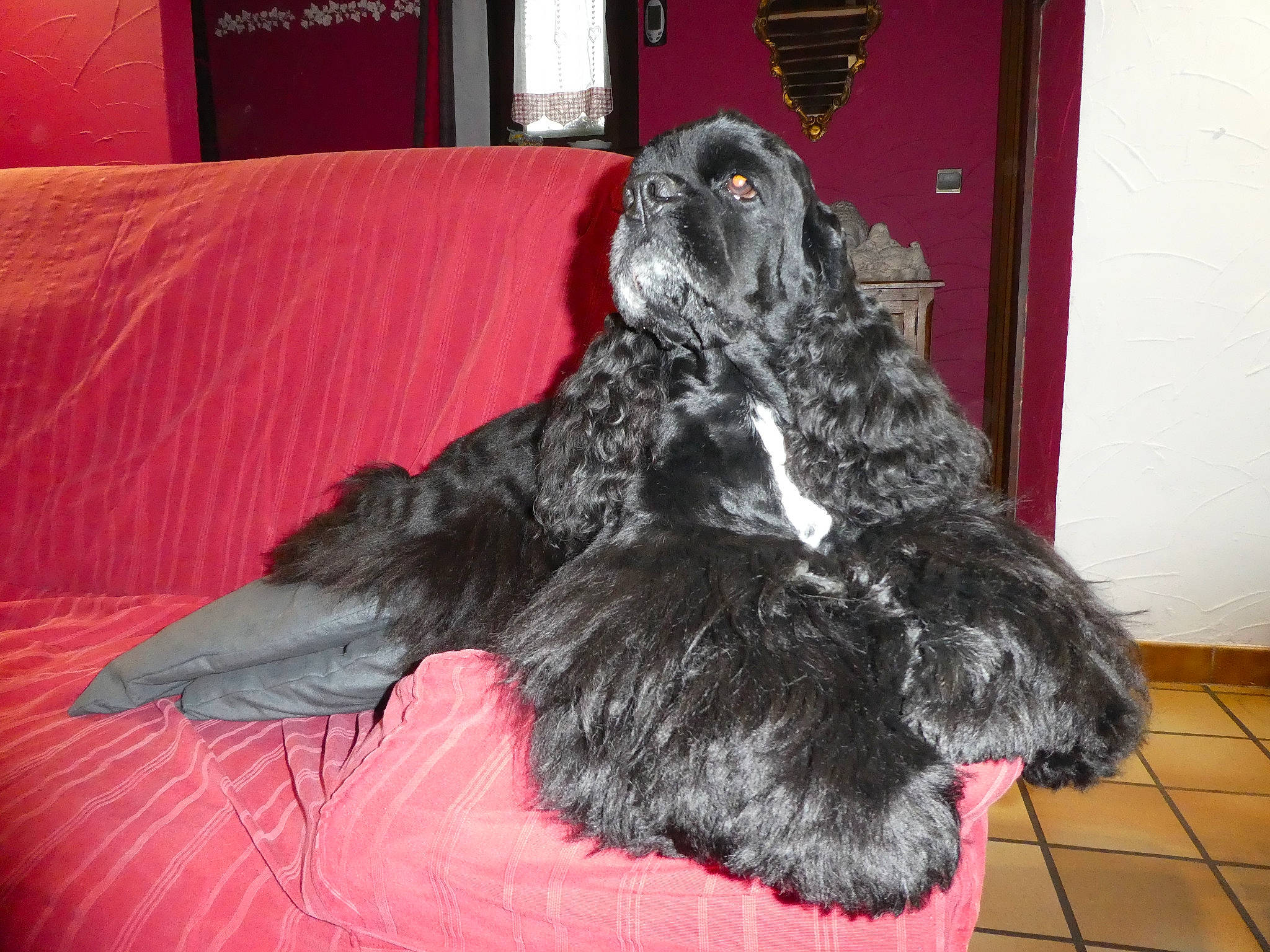 Jazz participe au concours pour gagner de l'argent avec cette photo : american_cocker_spaniel, canidae, carnivore, cocker_spaniel, dog, dog_breed, english_cocker_spaniel, russian_spaniel, spaniel, sporting_group, vertebrate